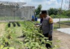 Dukung-Ketahanan-Pangan,-Lahan-di-Desa-Bakung-Temenggungan-Ditanami-Lombok-dan-Jagung