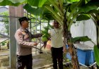 Polsek-Taman-Pantau-Lahan-Tanaman-Pisang-dan-Jambu-untuk-Swasembada-Pangan