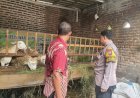 Peternak-Dihimbau-Perhatikan-Perkembangan-dan-Kesehatan-Kambing,-Guna-Kelangsungan-Ketahanan-Pangan