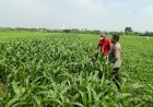 Dukung-Swasembada-Pangan,-Polsek-Wonoayu-Kontrol-Tanaman-Jagung