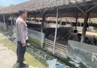 Kampung-Bebek-Desa-Kebonsari-Dukung-Ketahanan-Pangan-Polresta-Sidoarjo