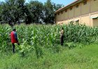 Polsek-Balongbendo-Dampingi-Warga-Kelola-Jagung