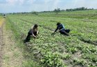 Kanit-Binmas-Polsek-Krembung-Tinjau-Lahan-P2B-Dukung-Program-Ketahanan-Pangan