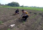 POLRESTA-SIDOARJO-|-Sinergi-Polisi-dan-Petani-di-Kecamatan-Krembung-Dorong-Panen-Hortikultura-Sukses