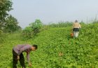 Bhabinkamtibmas-Desa-Balongtani-Dukung-Program-Ketahanan-Pangan-Lewat-Perawatan-Tanaman-P2B