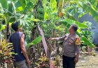 Polsek-Tanggulangin-Dukung-Ketahanan-Pangan-Tingkat-Desa-Lewat-Peran-Aktif-Bhabinkamtibmas