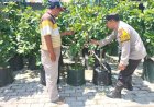 Polresta-Sidoarjo-|-Polsek-Tanggulangin-Tinjau-Ketahanan-Pangan-Lewat-Patroli-Sambang-Desa
