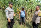 Kapolsek-Tarik-Maksimalkan-Peran-Bhabinkamtibmas-Dampingi-Warga-Gerakkan-Program-Ketahanan-Pangan