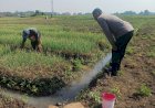 Kapolsek-Tarik-Masifkan-Patroli-Dialogis,-Bhabinkamtibmas-Gandeng-Petani-Bawang-Merah-Dukung-Ketahanan-Pangan-Nasional
