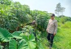 Polsek-Tarik-Gencarkan-Patroli-Ketahanan-Pangan,-Turun-Langsung-Ke-Perkebunan-Singkong