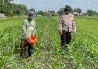 Bhabinkamtibmas-Bakung-Temenggungan-Optimalkan-Lahan-Jagung-Ketahanan-Pangan