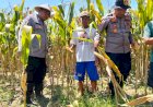 Dukung-Swasembada-Pangan,-Polsek-Prambon-Terus-Dampingi-Petani