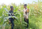 Polsek-Tarik-bareng-Petani-Kelola-Lahan-Jagung-Wujudkan-Swasembada-Pangan