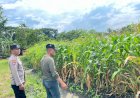 Polisi-Sambangi-Petani-Jagung-di-Sepanjang,-Hadirkan-Semangat-Baru-untuk-Ketahanan-Pangan