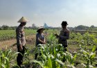 Kolaborasi-Polsek-Taman-dan-Petani-Kelola-Lahan-Jagung-untuk-Ketahanan-Pangan