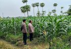 Bhabinkamtibmas-Polsek-Prambon-Kontrol-Lahan-Jagung,-Pertumbuhan-Tanaman-Normal