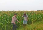 Polsek-Prambon-Sukseskan-Ketahanan-Pangan,-Cek-Pertumbuhan-Jagung-di-Desa-Bulang