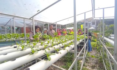 Ibu-PKK-dan-Bhabinkamtibmas-Tinjau-Perkembangan-Pokcay-Hidroponik-di-Desa-Kureksari-Waru