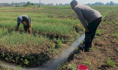 Kapolsek-Tarik-Masifkan-Patroli-Dialogis,-Bhabinkamtibmas-Gandeng-Petani-Bawang-Merah-Dukung-Ketahanan-Pangan-Nasional