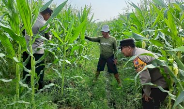 Polsek-Porong-Patroli-Ketahanan-Pangan-di-Desa-Kesambi