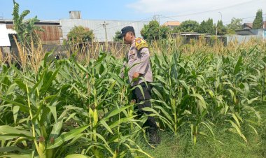 Polisi-Cinta-Petani,-Polsek-Wonoayu-Pantau-Jagung-P2B-di-Desa-Popoh-Dukung-Swasembada-Pangan