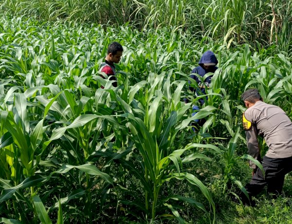 Polisi Pantau Lahan Jagung 21 Hektare di Balongbendo