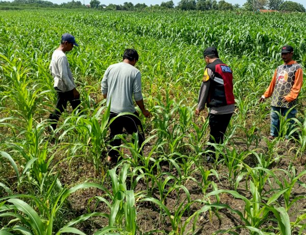Polsek Balongbendo Semangati Petani untuk Keberhasilan Panen, Sukseskan Swasembada Pangan