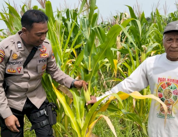 Dukung Ketahanan Pangan, Polsek Tulangan Monitoring Tanaman Jagung di Desa Kemantren