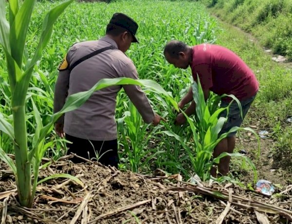 Bhabinkamtibmas Polsek Jabon Pantau Pertumbuhan Jagung di Desa Trompoasri, Wujud Jalankan Ketahanan Pangan