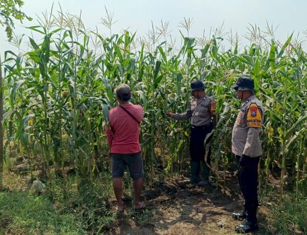 Polsek Balongbendo Dampingi Petani Rawat Jagung Hibrida Wujudkan Swasembada Pangan