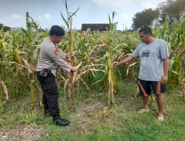 Sinergi Polisi Cinta Petani, Polsek Prambon Sidoarjo Genjot Swasembada Pangan Lewat Lahan Jagung