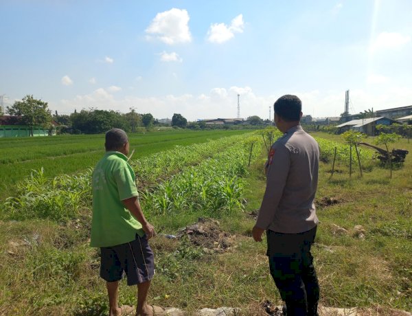 Di Lahan Jagung Desa Popoh, Polsek Wonoayu Hadir Menjaga Harapan Panen dan Ketahanan Pangan