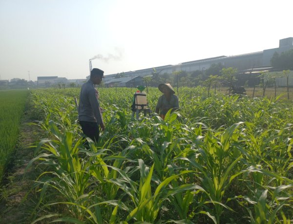 Polsek Wonoayu Pantau Lahan Jagung Desa Popoh Dukung Swasembada Pangan