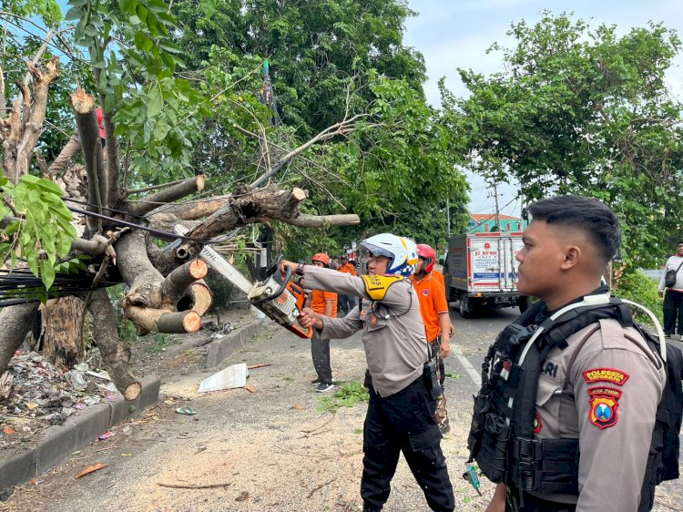 Petugas Gabungan Evakuasi Pohon Tumbang Akibat Hujan Disertai Angin Kencang di Sidoarjo