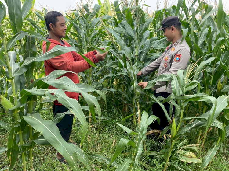 Polsek Tarik Patroli Lahan Jagung, Perkuat Ketahanan Pangan Nasional dan Swasembada Pangan di Sidoarjo