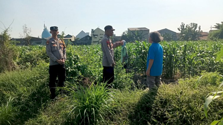 Bhabinkamtibmas Polsek Taman Masifkan Penyuluhan Ketahanan Pangan, Dukung Swasembada Jagung